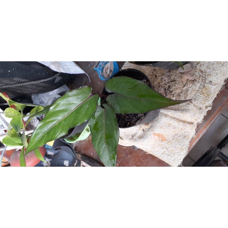 Anthurium black beauty