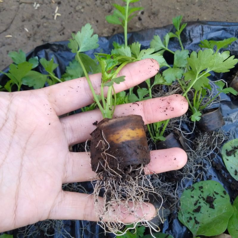 Benih Bibit Seledri Siap Tanam