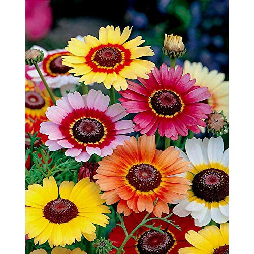 PAKET HEMAT - Benih Bunga Chrysanthemum Krisan 8 Jenis Seeds - Total 40 Biji