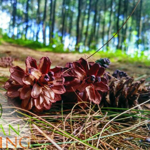 Kerajinan Tangan Dari Bunga Pinus Kerajinan Tangan Kerajinan Tangan Dari Bunga Pinus Kerajinan Tangan
