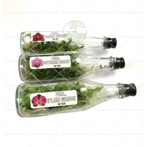 Bibit Benih Anggrek Bulan Botol Anggrek Bulan Botol Benih Anggrek Dalam botol anggrek Botolan