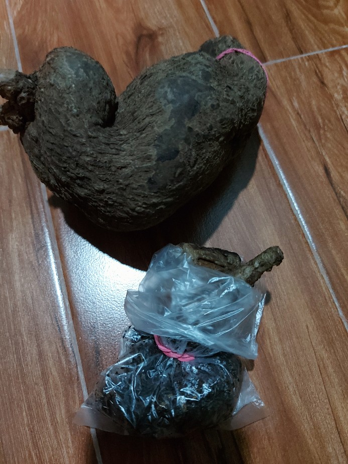 Stephania Venosa Murah! Tanaman Hias Langka