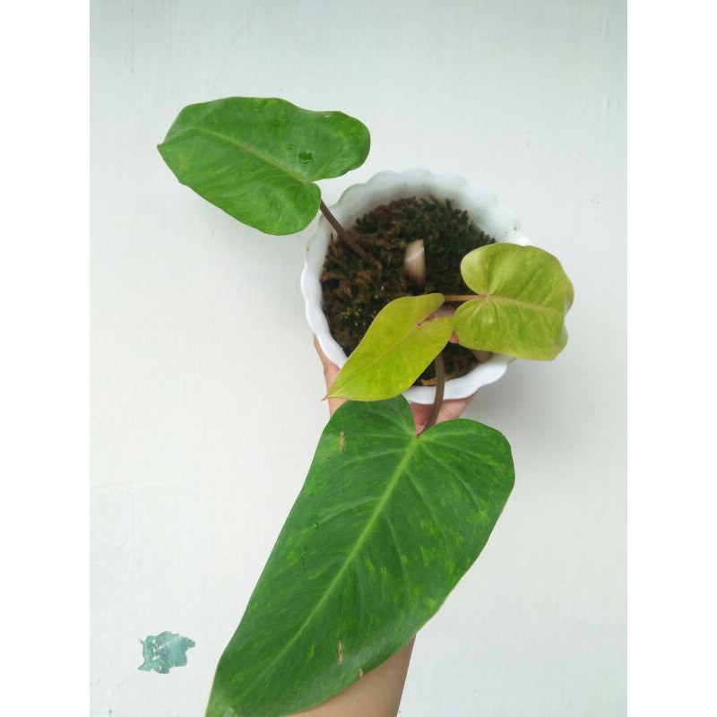 Philodendron Painted Lady