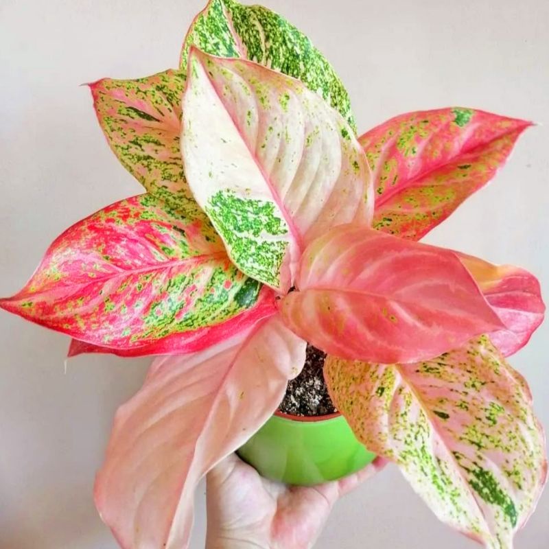 Aglonema buterfly mutasi merah remaja - tanaman hias hidup - bunga hidup - bunga aglonema - aglaonem