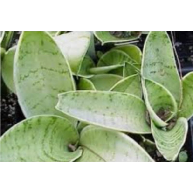 promo termurah SANSIVERA HANI SILVER MARGINATA/sansivera mini