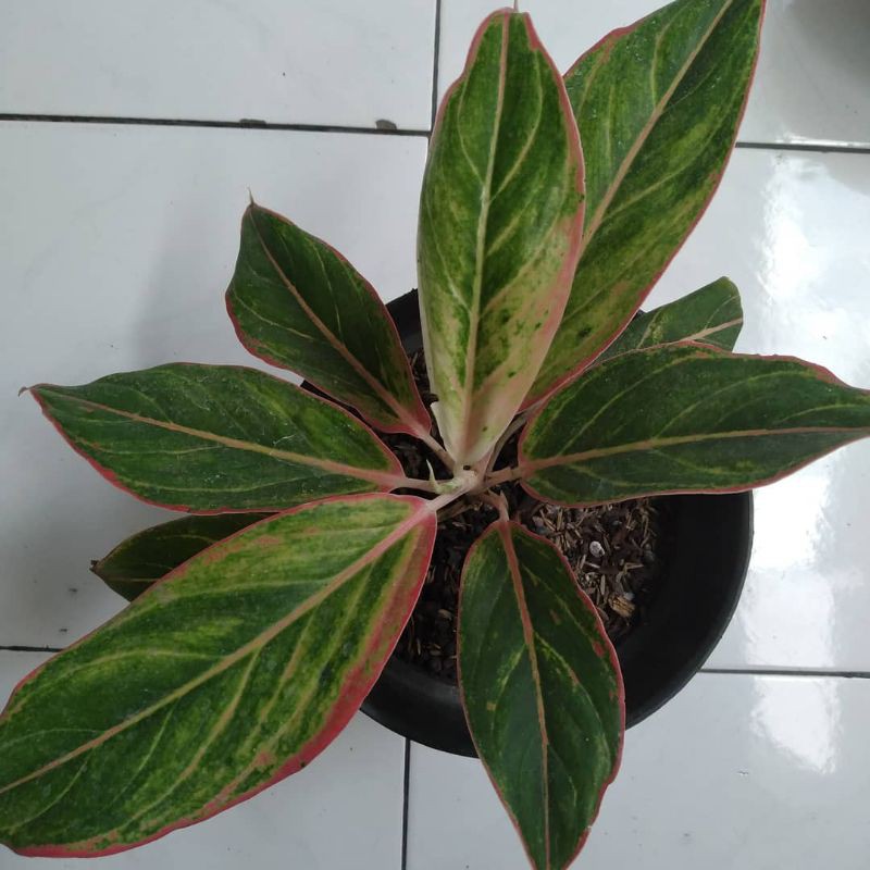 Aglaonema lipstik