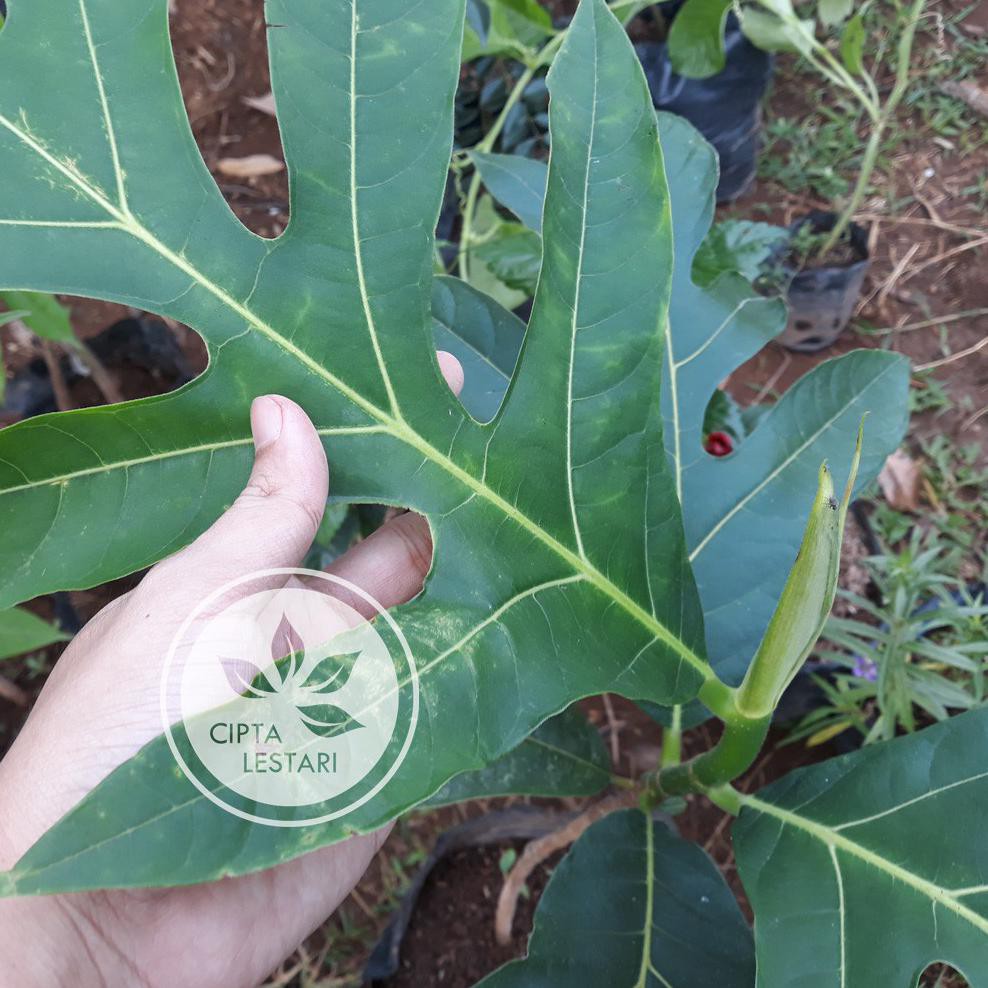 Bibit Sukun Pohon Sukun Buah Sukun Tanaman Buah Okulasi Langka