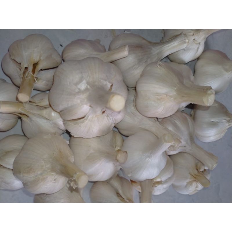 

bawang putih kating bersih