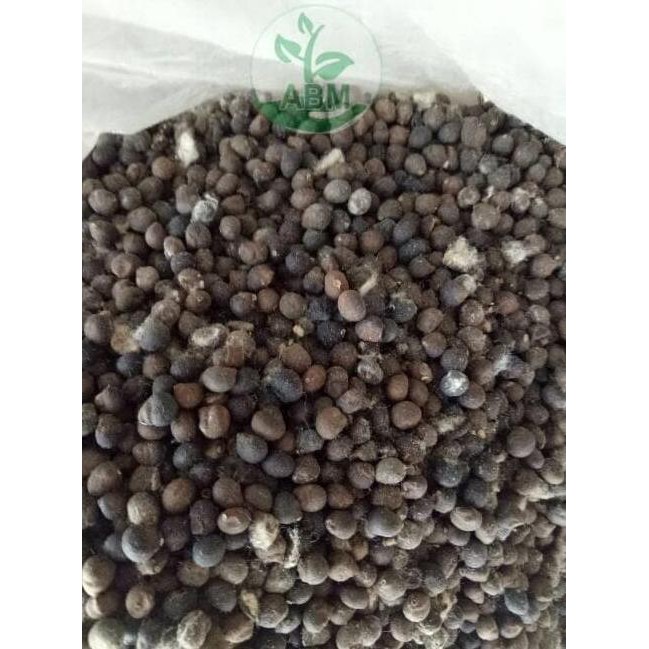 BENIH BIJI KAPUK RANDU KLENTENG TME