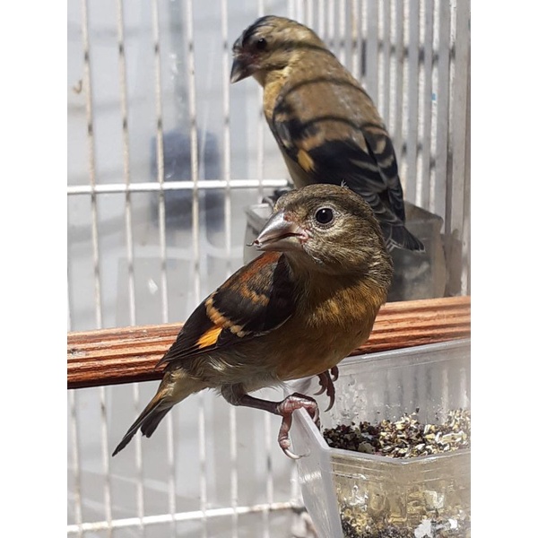 red siskin klasik fik sepasang usia 2-3bln