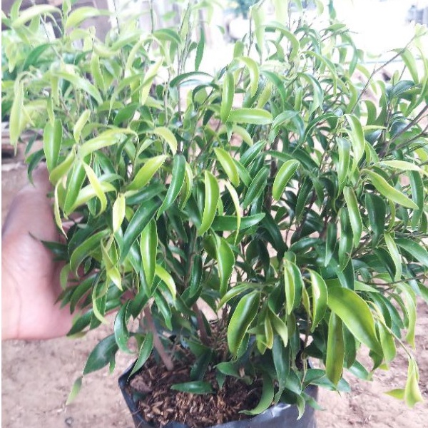 ficus afrika beringin afrika