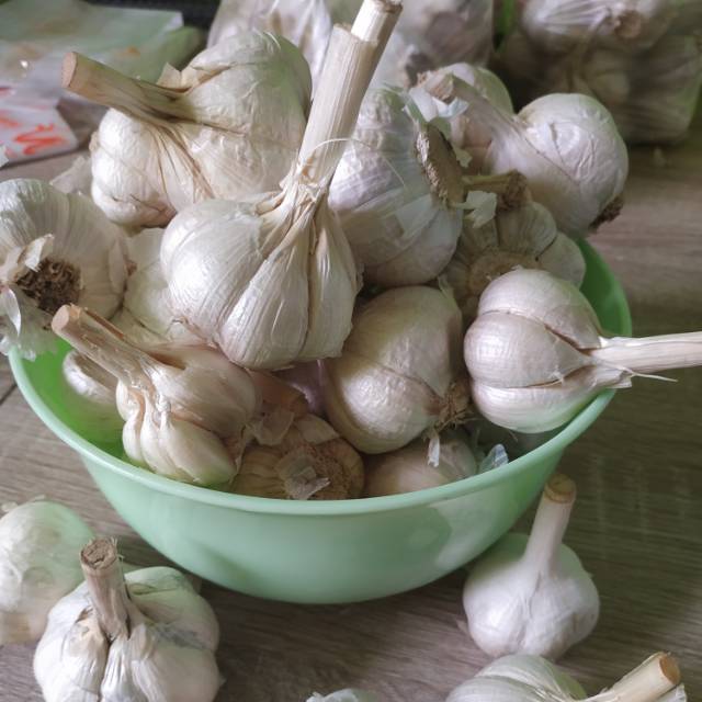 

Bawang Putih Kating