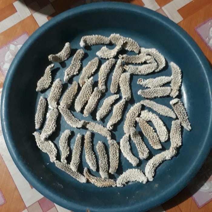 

TERIPANG DURI HAISOM QUALITY / TERIPANG LAUT GAMAT KERING - 1000 gram