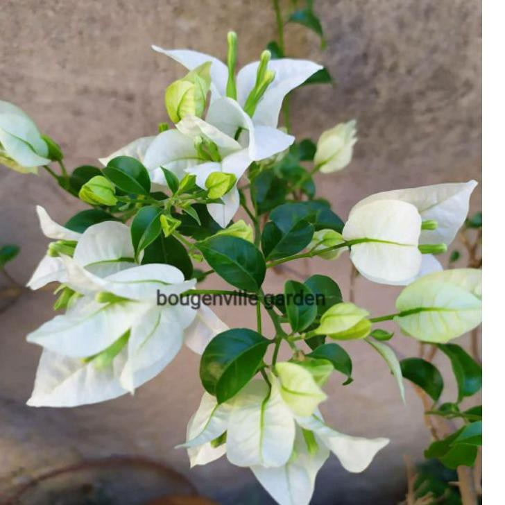 Tanaman hias hidup bougenville putih bangkok original .