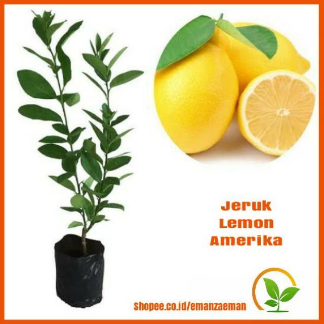 Tanaman Jeruk Lemon Amerika / Pohon Lemon Amerika / Bibit Jeruk Lemon Amerika