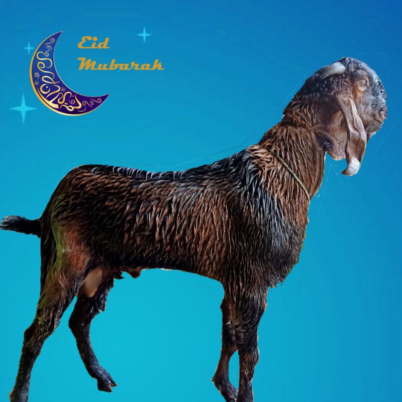 

Qurban Domba dan Kambing bobot 51-55 kg