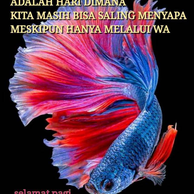 Kaos ikan cupang uniqlo sz L