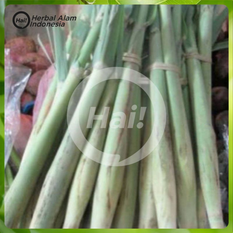 

turubuk sayur segar 500gram HAI STORE