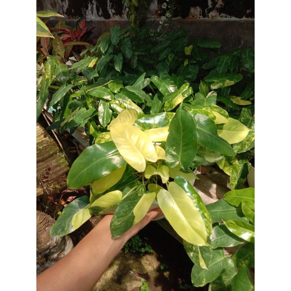 pilo Burlemax variegata