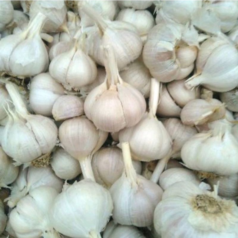 

bawang putih kating 500gr