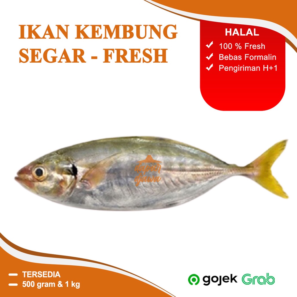 Jual Ikan Kembung Peda Cewe Gembung Banjar Layang Fresh 250 Gram 500 Gr