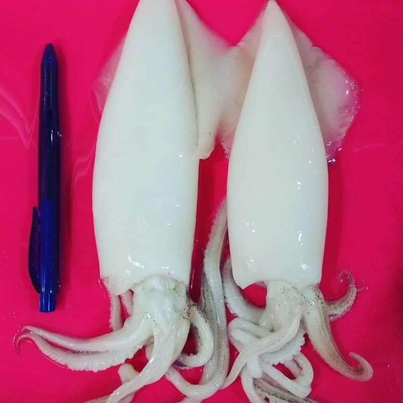 

Cumi Bangka premium 1kg isi 2-3 ekor