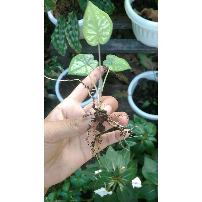 caladium strawberry star/dikirim 2-4 daun