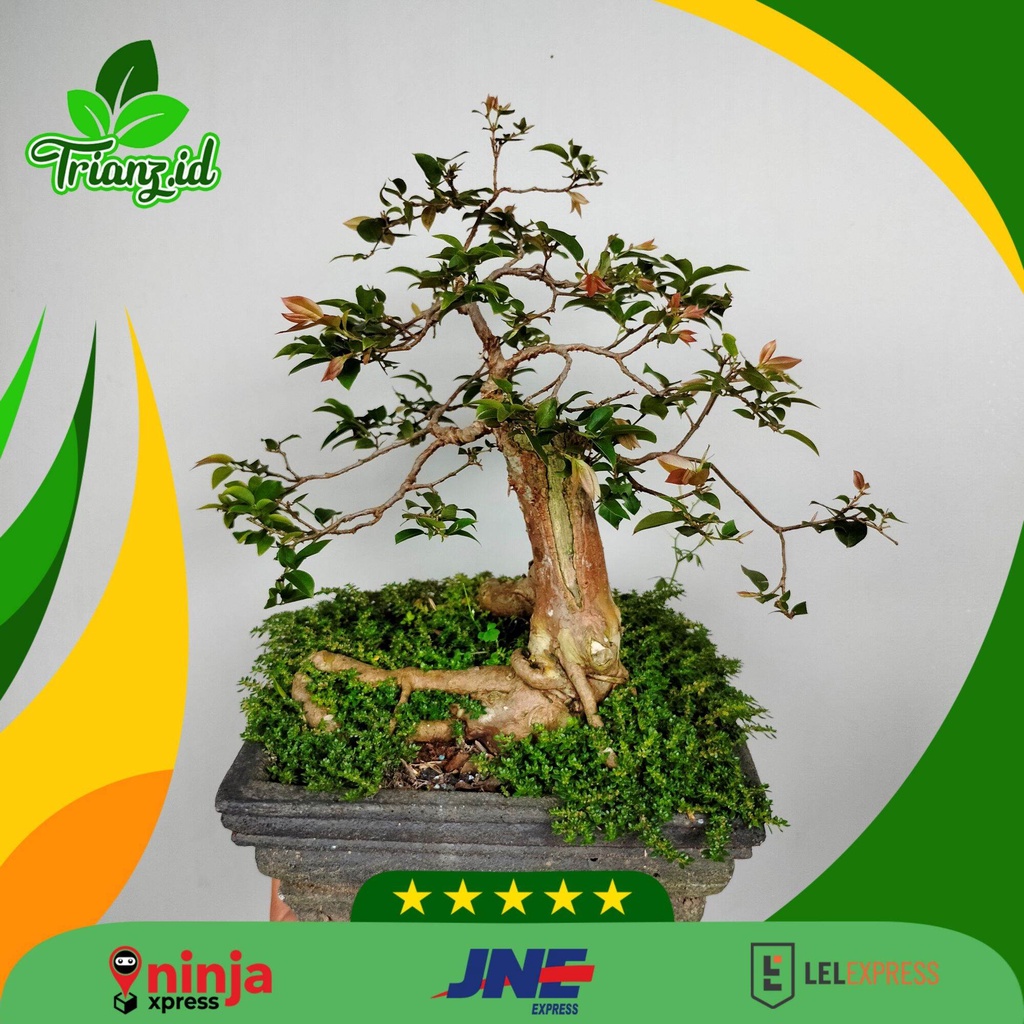 Bonsai tanaman kupa landak/ anggur brazil