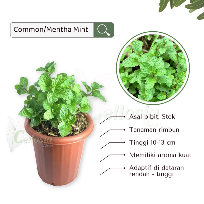 Tanaman Daun Mint / Mentha Jenis Paling Sering Digunakan Untuk Minuman