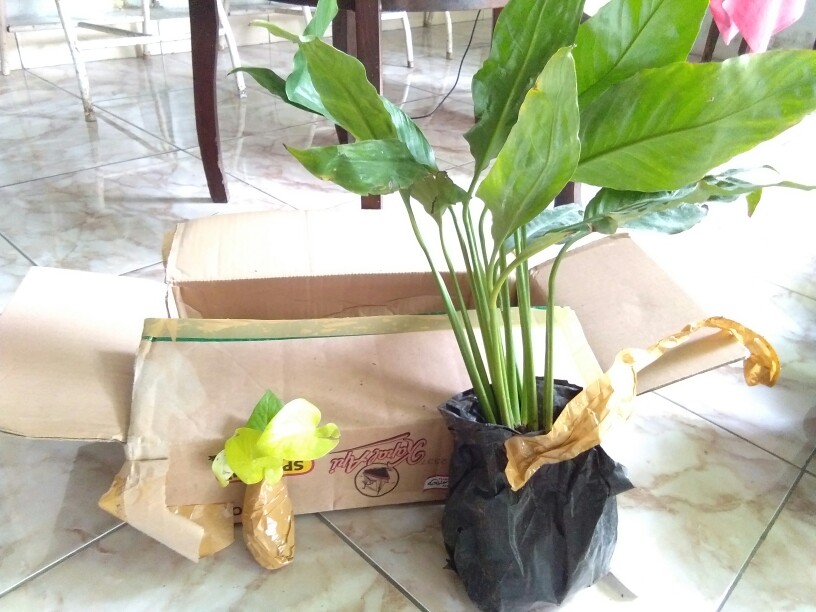 Spatifilum Green/peace Lily Green