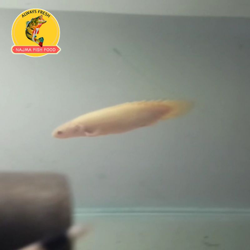 Ikan Palmas Albino SB Short Body Ukuran 10cm