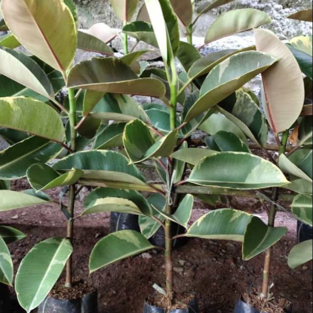 Tanaman hias karet kebo varigata karet kebo varigata