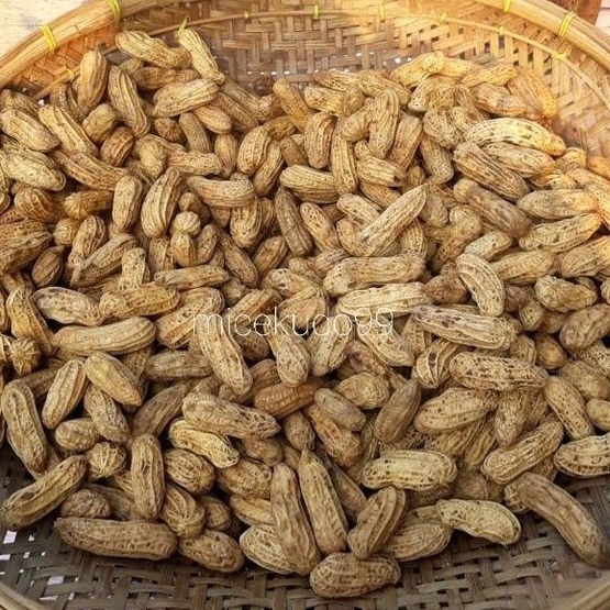 KACANG TANAH KULIT MENTAH 1 KG SEGAR / FRESH RAW PEANUT / SAYUR BALI