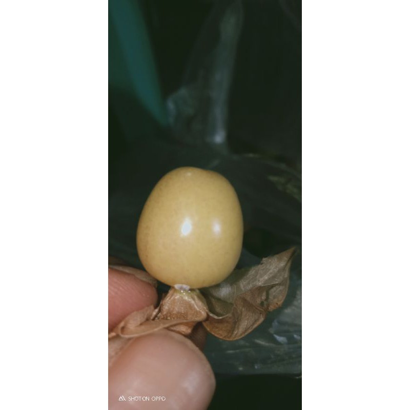 

Buah ciplukan [ 500 gram ]