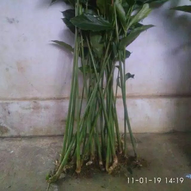 Bibit Kapulaga Hibrida Super Jumbo Kwalitas 1