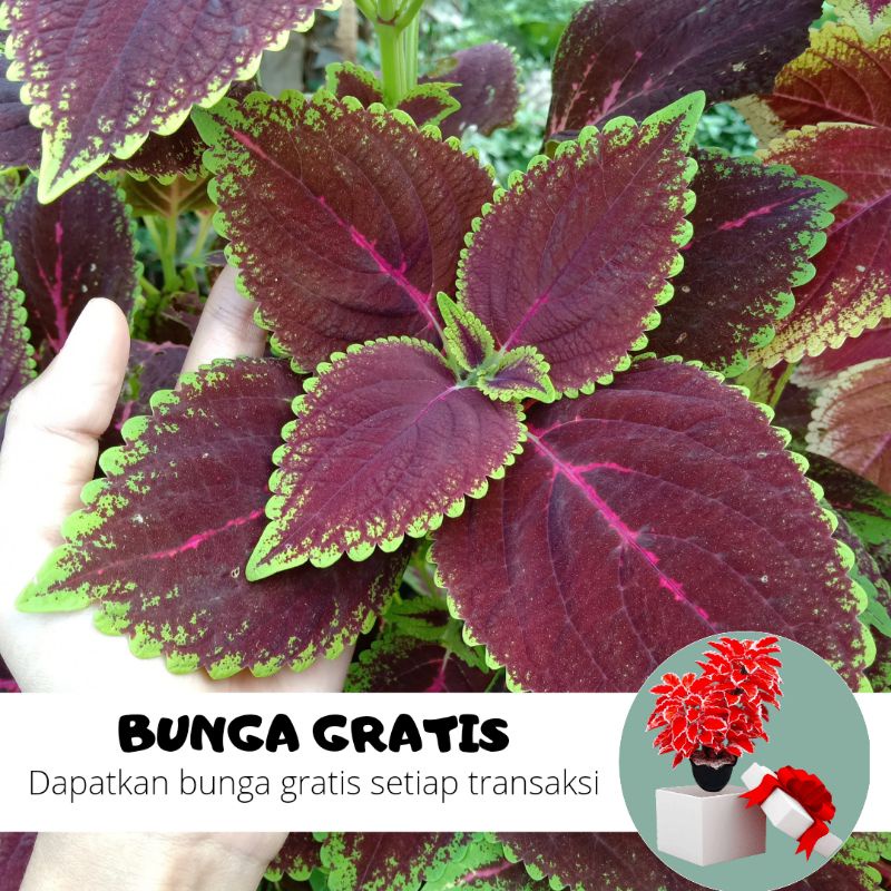 BUNGA MIANA / MIANA STEK / MIANA HIDUP / BUNGA HIDUP / MIANA MURAH / MIANA PREMIUM / BIBIT MIANA