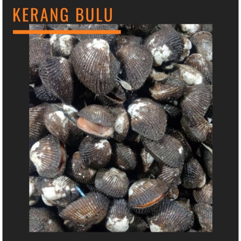 

kerang bulu 1 kg