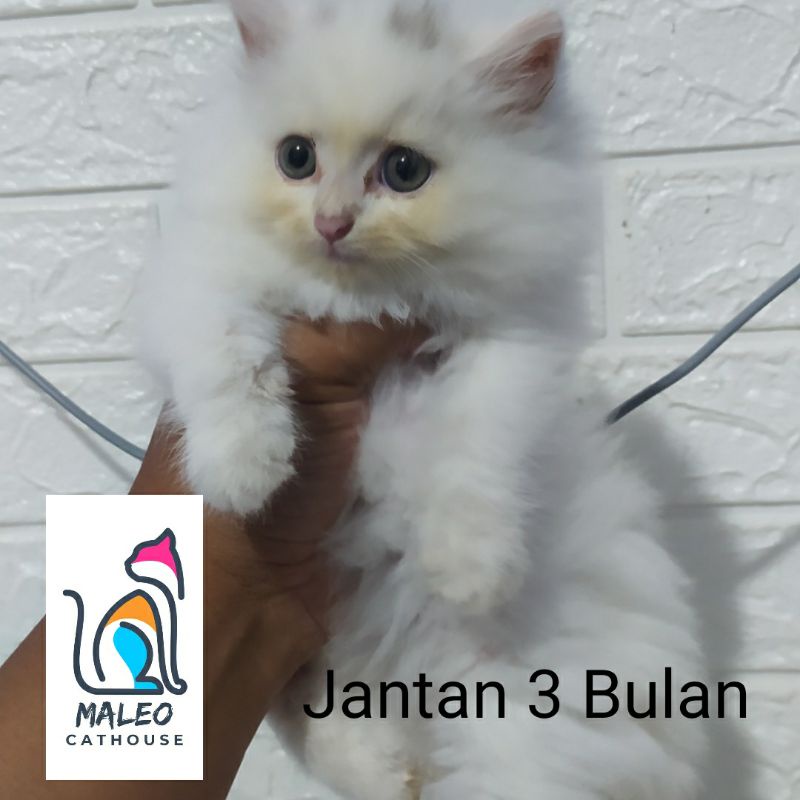 Anak Kucing Persia Murah Anak Kucing Anggora Murah Peaknose Flatnose Himalaya Longhair