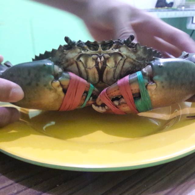 

Kepiting Bakau Hidup/Live Super Padat 1Ekor 500 sampai 600gram