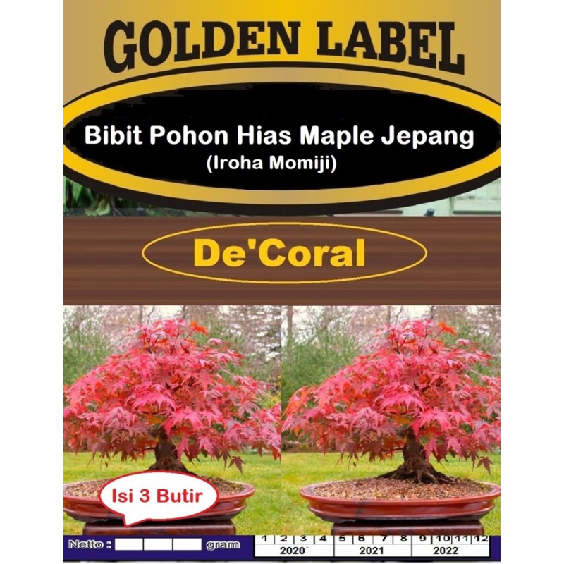 Bibit Pohon Hias Maple Jepang Iroha Momiji | Benih Maple Jepang