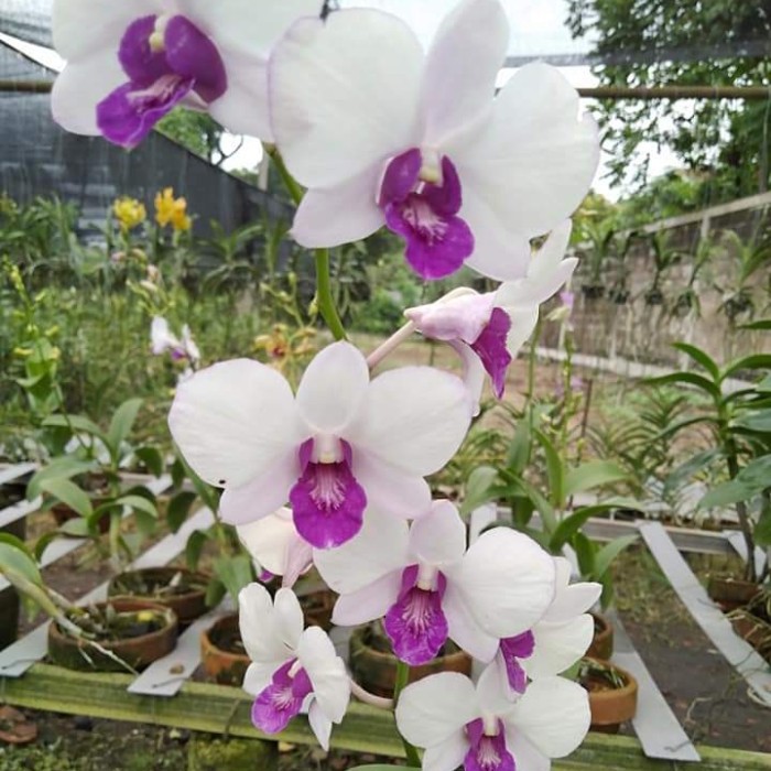 DendroBium Burana Charming Dewasa / Spike