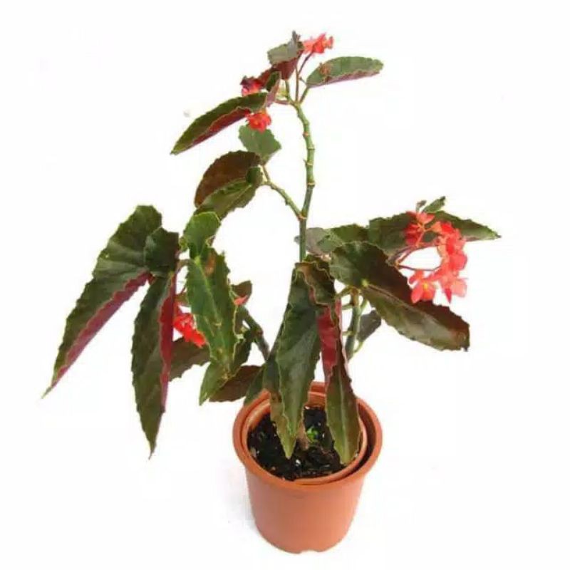 tanaman Rex begonia