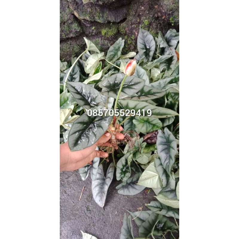 Alocasia Reversa