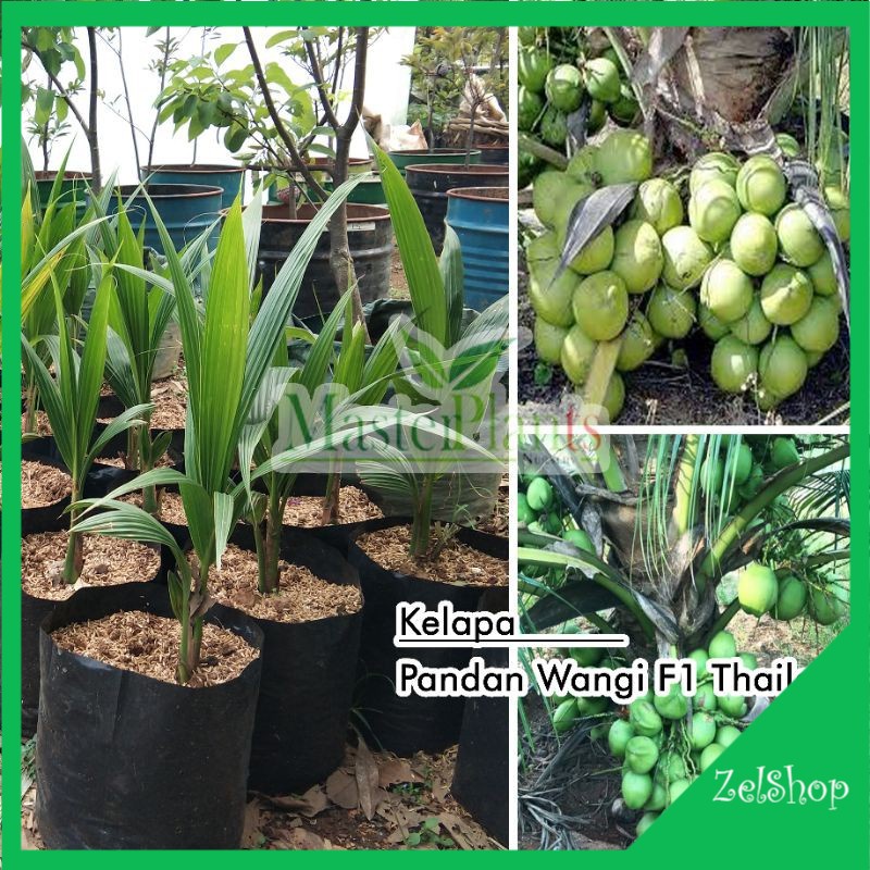 Bibit Kelapa Pandan Wangi F1 Thailand
