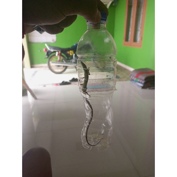 kadal ular kadal kacang