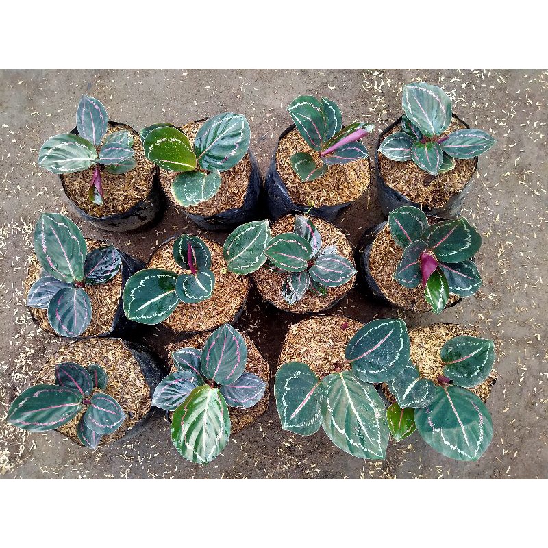 Calathea Greenlipstik - BAKUL KEMBANG - Bibit tanaman calathea - Tanaman green lipstik