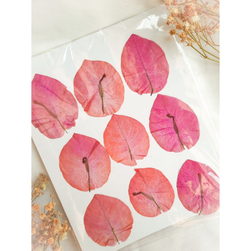 Pressed Dried Fower Bunga Kering Bougenville Pink