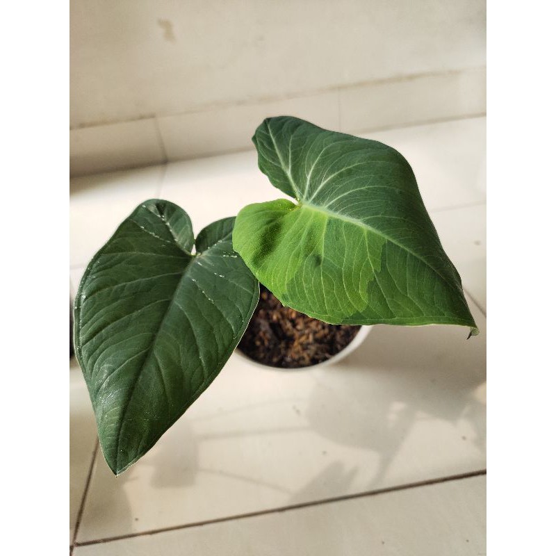 Xanthosoma Sagittifolium