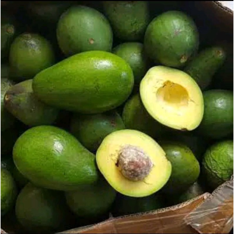

alpukat mentega tebal dan pulen/1kg