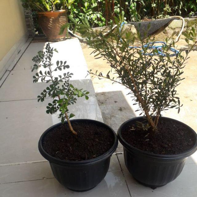 Bahan Bonsai Boksus / Buxus / Boxus